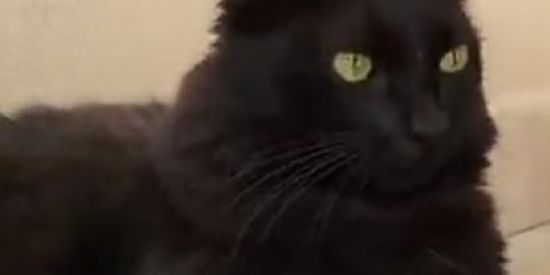 Imagem do grupo de WhatsApp Metadinhas