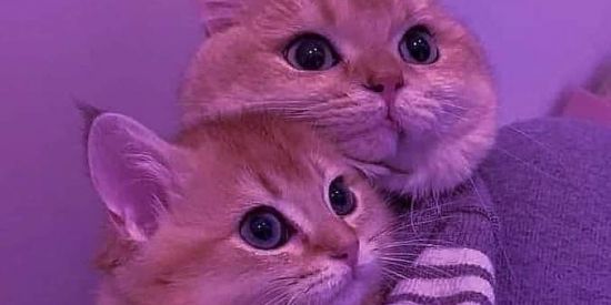 Imagem do grupo de WhatsApp Melhores amigos