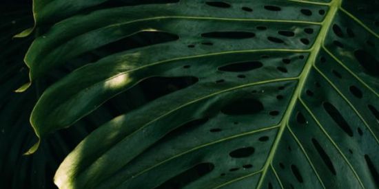 Imagem do grupo de WhatsApp Loucos das Plantas 🌱