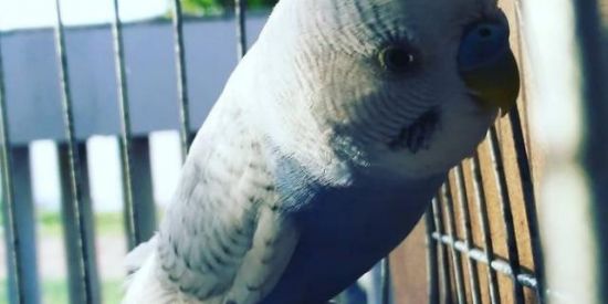 Imagem do grupo de WhatsApp Periquitos Nordestino🏜️