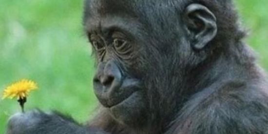 Imagem do grupo de WhatsApp Os memeiro de Amambai👀