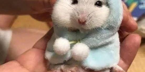 Imagem do grupo de WhatsApp Quarentena né? E aí amigos? Kkkkkk