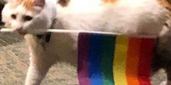 Imagem do grupo de WhatsApp 🙌🏻Lgbt's assumido's🌈