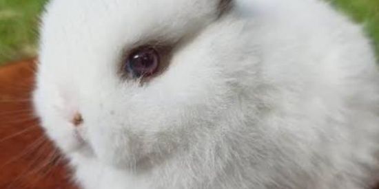 Imagem do grupo de WhatsApp Assunto de Coelhos