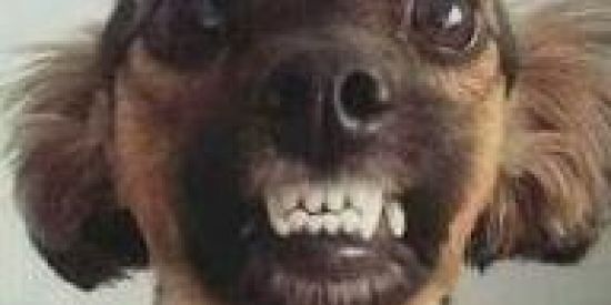 Imagem do grupo de WhatsApp ᏟΘᏞᎬᏀႮᏆΝᎻᎪՏ ᎠᎪ ᏃΘᎬᎡᎪ