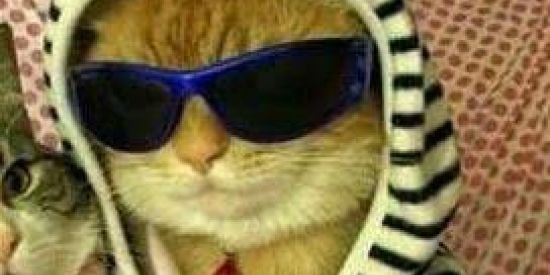 Imagem do grupo de WhatsApp Shitpost da Zueira 🐈 2.0