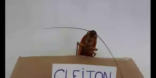 Imagem do grupo de WhatsApp OVIDORIA CLEITON:TRIBUNAL