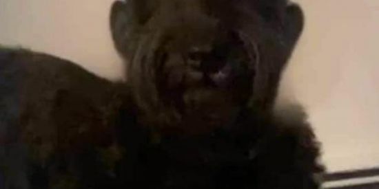 Imagem do grupo de WhatsApp WhatsApp Jr.