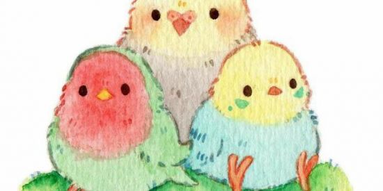 Imagem do grupo de WhatsApp Psitacideos Pernambuco