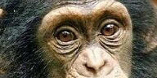 Imagem do grupo de WhatsApp Família dos mamaco🥵🥵🥵