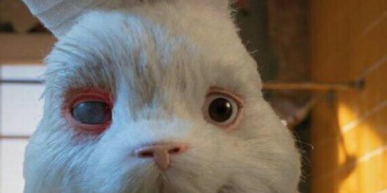 Imagem do grupo de WhatsApp SALVE O RALPH!!🐰