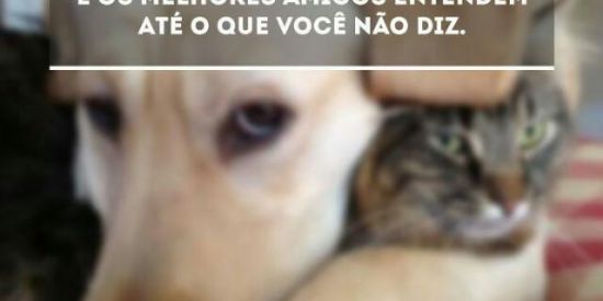 Imagem do grupo de WhatsApp Melhores amigos_1