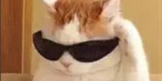 Imagem do grupo de WhatsApp ✨CABARÉ DOS ENCALHADOS✨