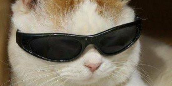 Imagem do grupo de WhatsApp Shitpost da Zueira 🐈