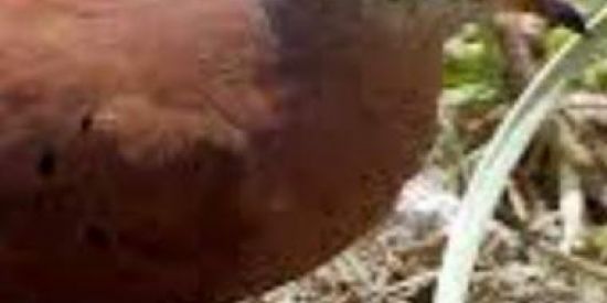 Imagem do grupo de WhatsApp ঔৣ⛦᭄ 4TUR4 0U 5URT4 🔥⃝O⃝🚫