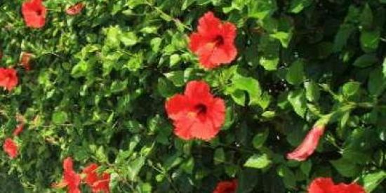 Imagem do grupo de WhatsApp Jardinagem