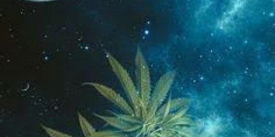 Imagem do grupo de WhatsApp 🍁VerdinamentE 🍁