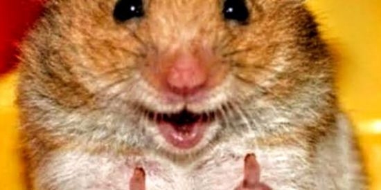 Imagem do grupo de WhatsApp Povo aleatório