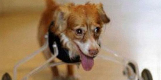 Imagem do grupo de WhatsApp Elushit/baiano