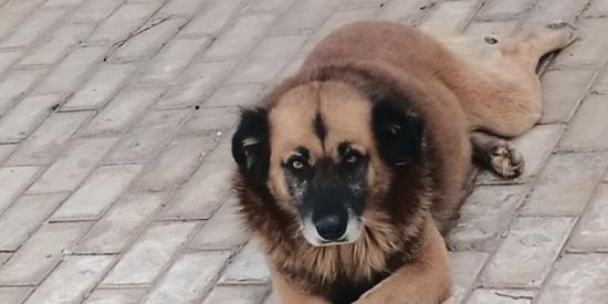 Imagem do grupo de WhatsApp Geetaku