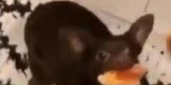 Imagem do grupo de WhatsApp <<<LOUCOS ​ >>> 2.0