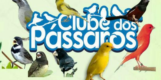 Imagem do grupo de WhatsApp Clube dos passarinheiros🦜