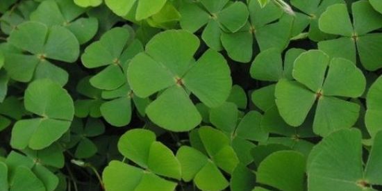 Imagem do grupo de WhatsApp 🍀TREVO AMIZADES 🍀