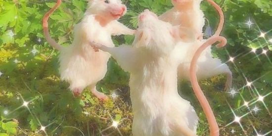 Imagem do grupo de WhatsApp 🔯꧁ṾÄL·Ệ ĎÄ ŃÖÏṮỆ꧂🔯