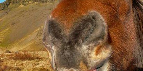 Imagem do grupo de WhatsApp CONTATINHO