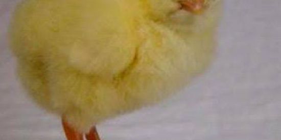 Imagem do grupo de WhatsApp An👾