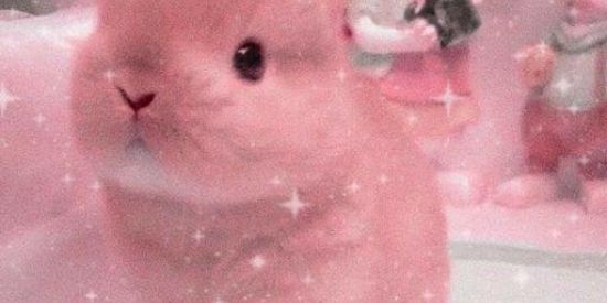 Imagem do grupo de WhatsApp ߷ ✨the Bunnies  Views ✨߷