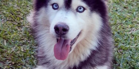 Imagem do grupo de WhatsApp Loucos Por Husky - PR