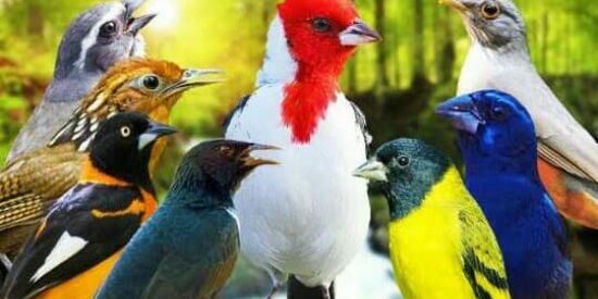 Imagem do grupo de WhatsApp PÁSSAROS DO MUNDO.🦅