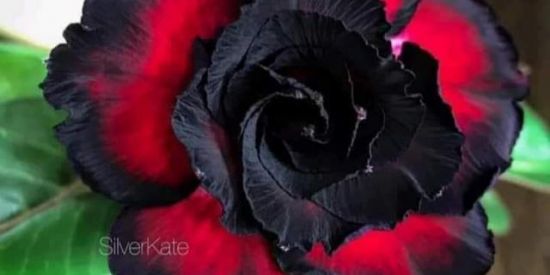 Imagem do grupo de WhatsApp Colegas de infância!💖✨é a