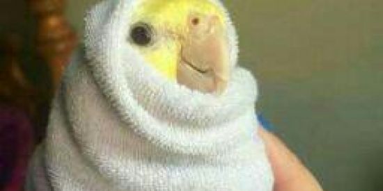 Imagem do grupo de WhatsApp 🥀۩ŦrïəɳԁՖ۩᪵