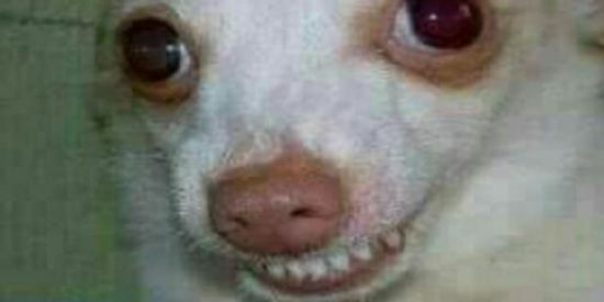 Imagem do grupo de WhatsApp Memes Karlão