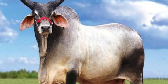 Imagem do grupo de WhatsApp ⚡🇹🇷 família gado