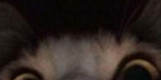 Imagem do grupo de WhatsApp alternativos/indies シ︎