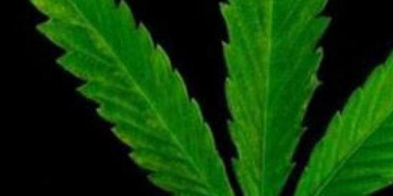 Imagem do grupo de WhatsApp Só Merda livre👌🏽👌🏽