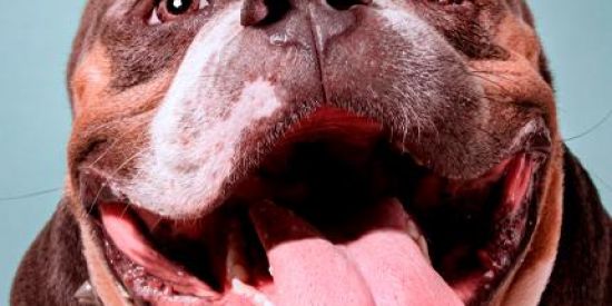 Imagem do grupo de WhatsApp American bully Brasil