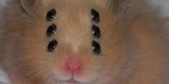 Imagem do grupo de WhatsApp Conversa sem fim