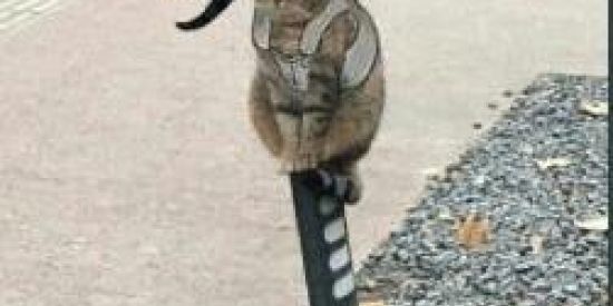 Imagem do grupo de WhatsApp Akatsuki☯️💮♠️♥️♣️❝❞