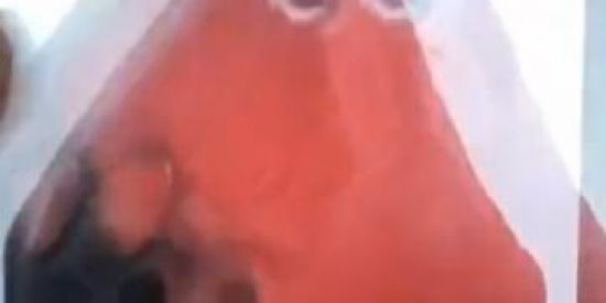 Imagem do grupo de WhatsApp Coisas aleatórias 🤡