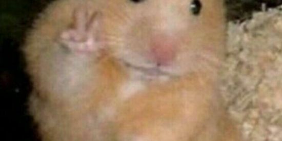 Imagem do grupo de WhatsApp ♡Iludidos♡