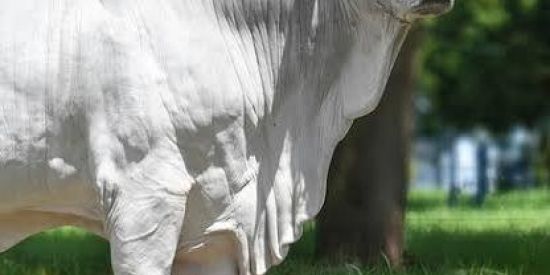 Imagem do grupo de WhatsApp O Agro não para