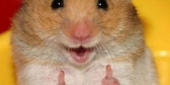 Imagem do grupo de WhatsApp Shitpost do ratinho🐹