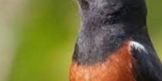 Imagem do grupo de WhatsApp Vem pro rolo🦅