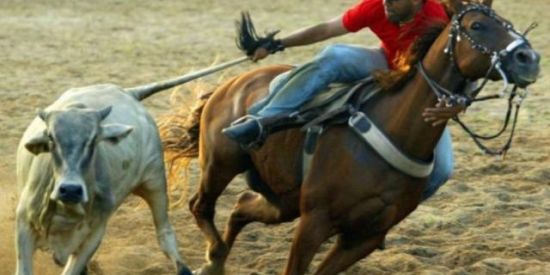 Imagem do grupo de WhatsApp Vaqueiros do curi✨❤️