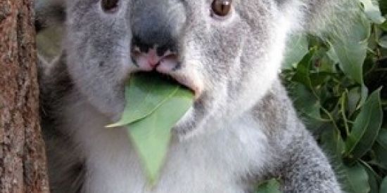 Imagem do grupo de WhatsApp Amizade Coala