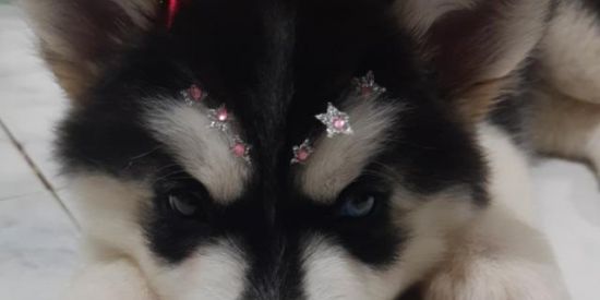 Imagem do grupo de WhatsApp Canil Dog Ville Sergipe 😻